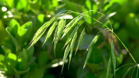 Wild oats in the field Stock Footage 156773956