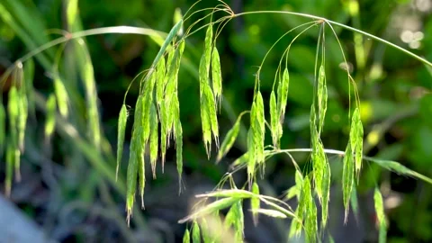 Wild oats in the field Stock Footage 156773963