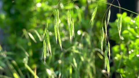 Wild oats in the field Stock Footage 156773971