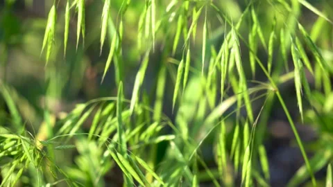 Wild oats in the field Stock Footage 156774062