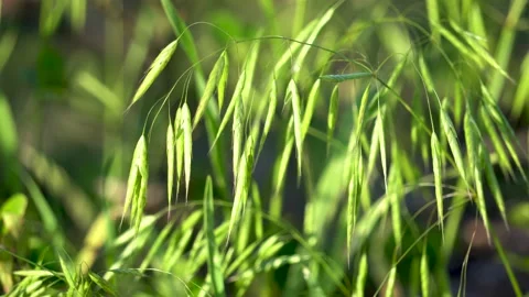 Wild oats in the field Stock Footage 156774087