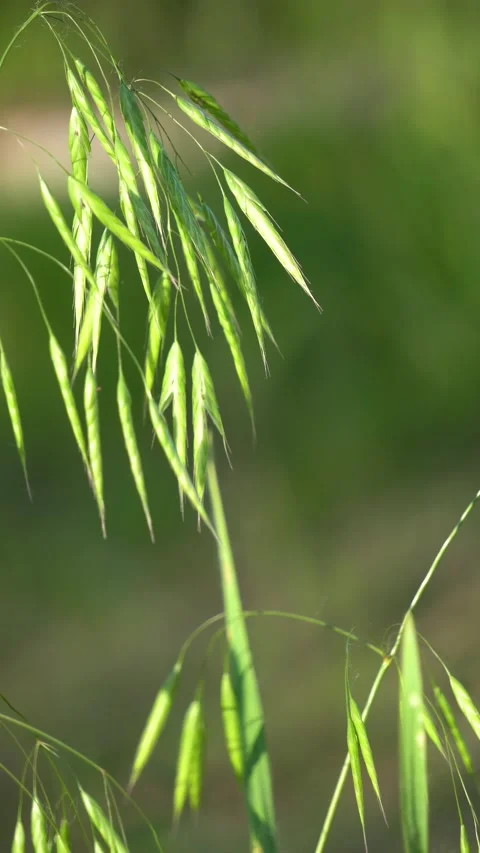 Wild oats in the field Stock Footage 156774088