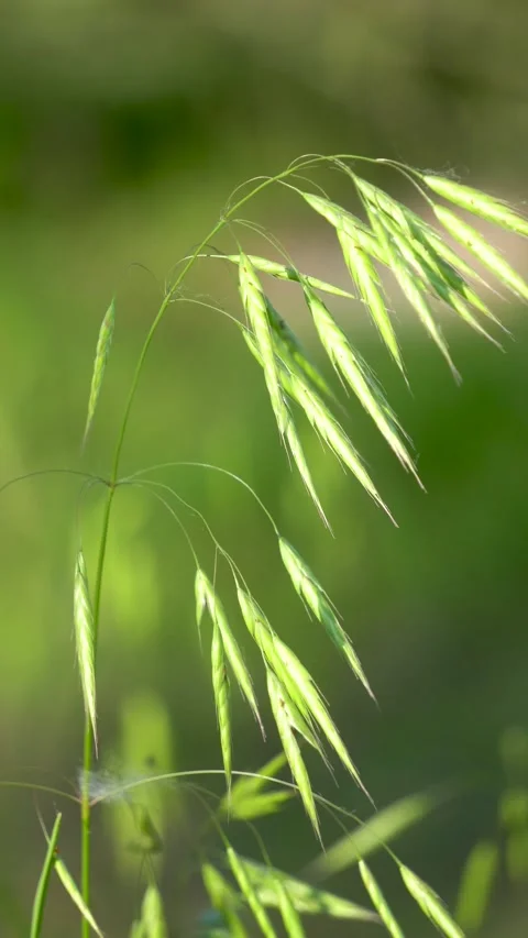 Wild oats in the field Stock Footage 156774114