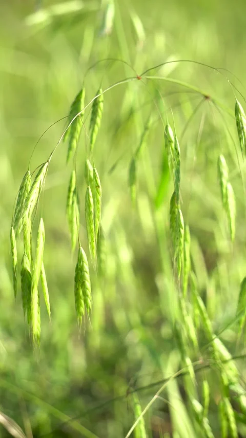 Wild oats in the field Stock Footage 156774118