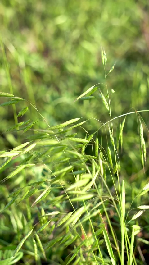 Wild oats in the field Stock Footage 156774119
