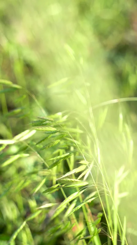 Wild oats in the field Stock Footage 156774121