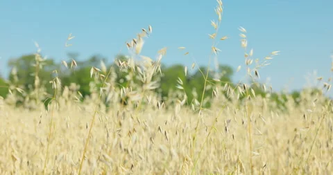 Wild oats swaying before a blurred green tree line, 8K Stock Footage 339246453