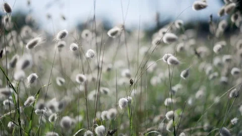 Wild ocean plants swinging in the wind slow motion shot Stock Footage 95937292
