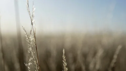 Wild ocean plants in the wind slow motion Stock Footage 95937933