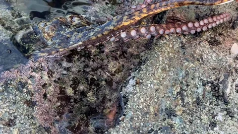 Wild Octopus With Powerful Tentacles Grabbing, Feeling, Pulling A Human Hand In Stock-Footage 318639574