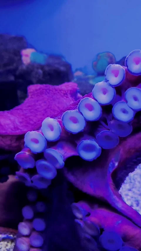 Wild octopus swimming in slow motion underwater. An octopus open arms slowly Stock Footage 274037324