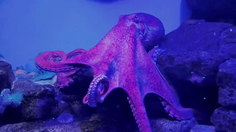 Wild octopus swimming in slow motion underwater. An octopus open arms slowly Stock Footage 274037327
