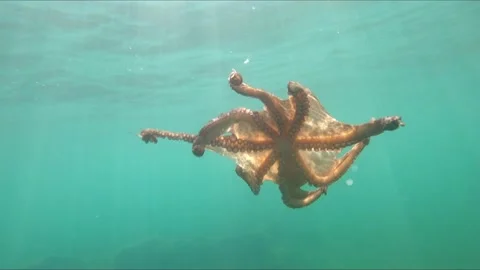 Wild octopus swimming underwater release a cloud of black ink Stock Footage 138084149