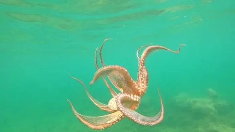 Wild octopus swims underwater in slow motion Vídeos de archivo 142936734