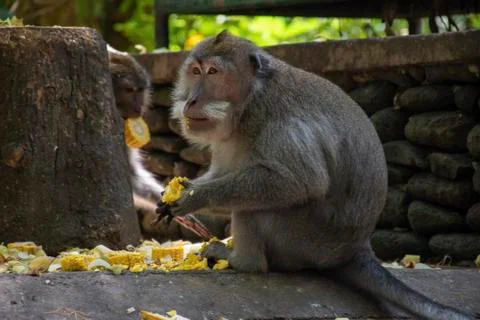 A wild old monkey peeling off corn shell and waiting in the shadow in an open Stock Photos
