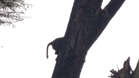Wild olive baboon climbing up a large tree trunk in Lake Nakuru National Park Stock Footage 340059688