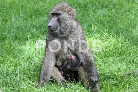 A WILD Olive Baboon mother nursing her baby at Lake Nakuru, Kenya, Africa. Stock Photos