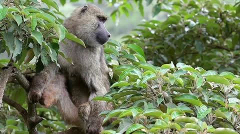 A Wild Olive Baboon (Papio anubis) Perches in a Tree in Kenya, Africa. Stock Footage