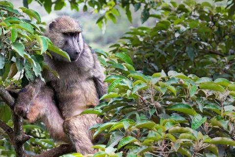 A WILD Olive Baboon resting watchfully in the tree canopy in Kenya, Africa. Stock Photos
