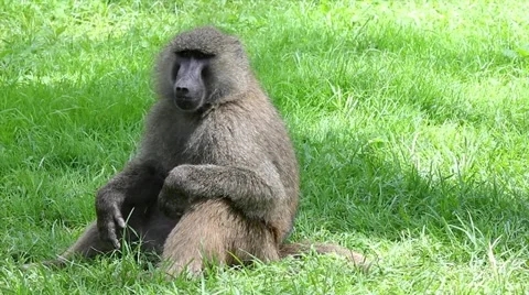 A Wild Olive Baboon Scratching Itches at Lake Nakuru in Kenya, Africa. Stock Footage 11322005