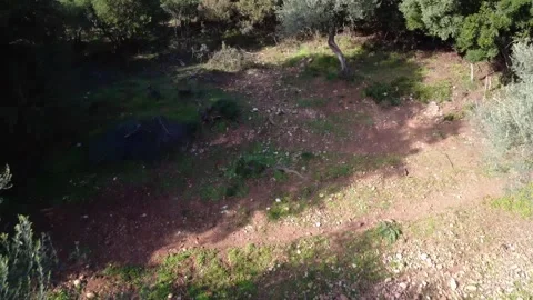 Wild olive grove in rocky remote Mediterranean landscape and dense forest Stock Footage 344094074