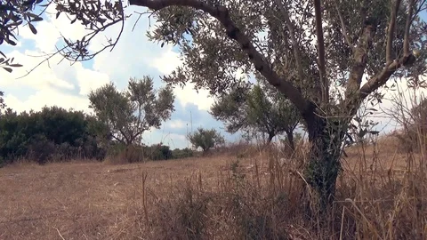 Wild olive tree in field, upwards camera panning to the sky Stock Footage 93554235