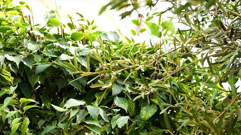 Wild olive tree Stock Footage 195873888