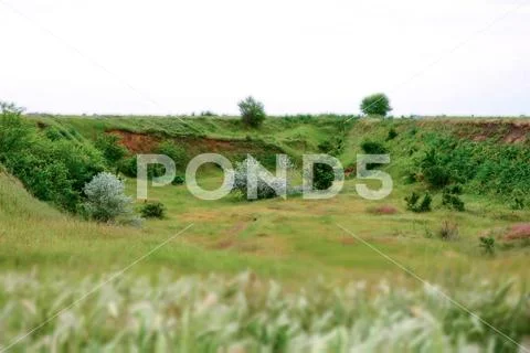 Wild olive tree in the old sand quarry, tilt shift photo Stock Photos