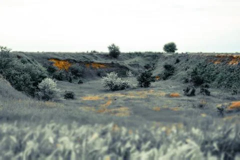 Wild olive tree in the old sandy quarry, tilt shift photo with moody effect Stock Photos