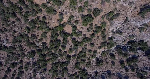 Wild olive trees field drone fly over Stock Footage 93391791