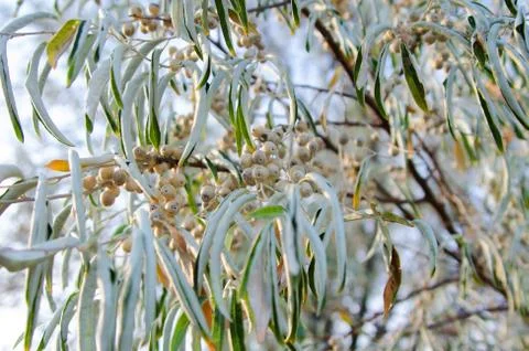 Wild olives close up Stock Photos