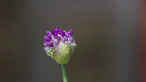 A Wild Onion or Crow Garlic - Allium vineale - flower head. Stock Footage 168223005