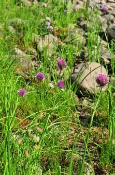 Wild onion. Stock Photos