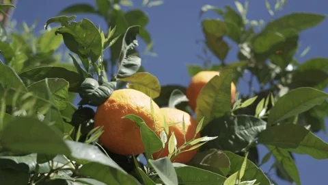 Wild orange Vídeos de archivo 89700344