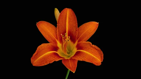Wild Orange Lily opening timelapse on pure black Video stock 145910285