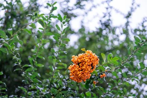 Wild orange round fruit with the shape of berries hanging on a tree on a Lo.. Stock Photos