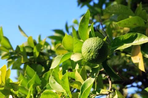 Wild orange tree Stock Photos