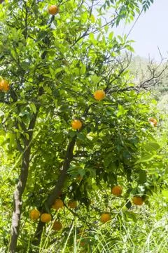 Wild orange tree Stock Photos