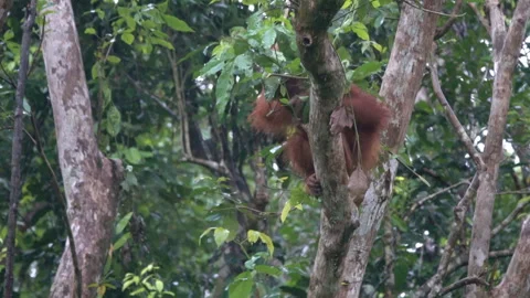 Wild orangutan builds "leaf umbrella" to stay dry. Video stock 310071359