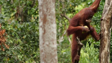 A wild orangutan climbing down a tree with bananas and coconut Video stock 135485811