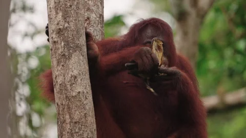 Wild orangutan eating bananas Stock Footage 327892453