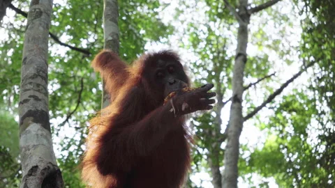 Wild orangutan eating while hanging from tree branch in Sumatra rainforest Stock Footage 321000320
