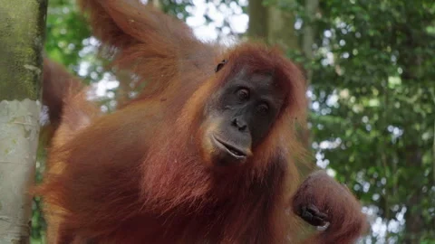 Wild orangutan eating while hanging from tree branch in Sumatra rainforest Stock Footage 321000352