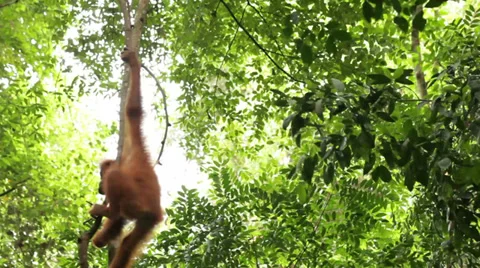 Wild orangutan Stock Footage 36858008
