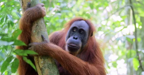 Wild orangutan monkey aware of animal sounds in wilderness of jungle rain forest Stock Footage