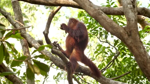 Wild orangutan sat in tree eating a banana Video stock 135450164