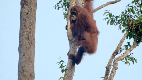 Wild orangutan in a tree with infant on it's back who then climbs onto the tree Video stock 135487461