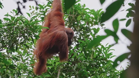 Wild orangutan in the trees Stock Footage 327892558
