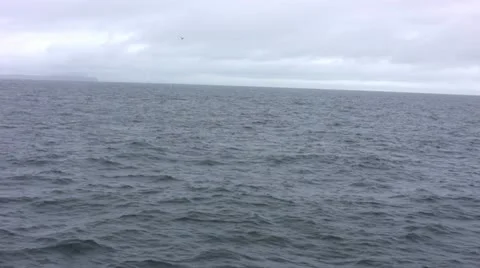 Wild Orca in Pacific Ocean Stock Footage 10875350