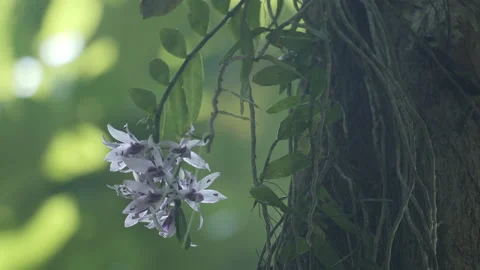 Wild Orchid with Bees Stock Footage 195277847